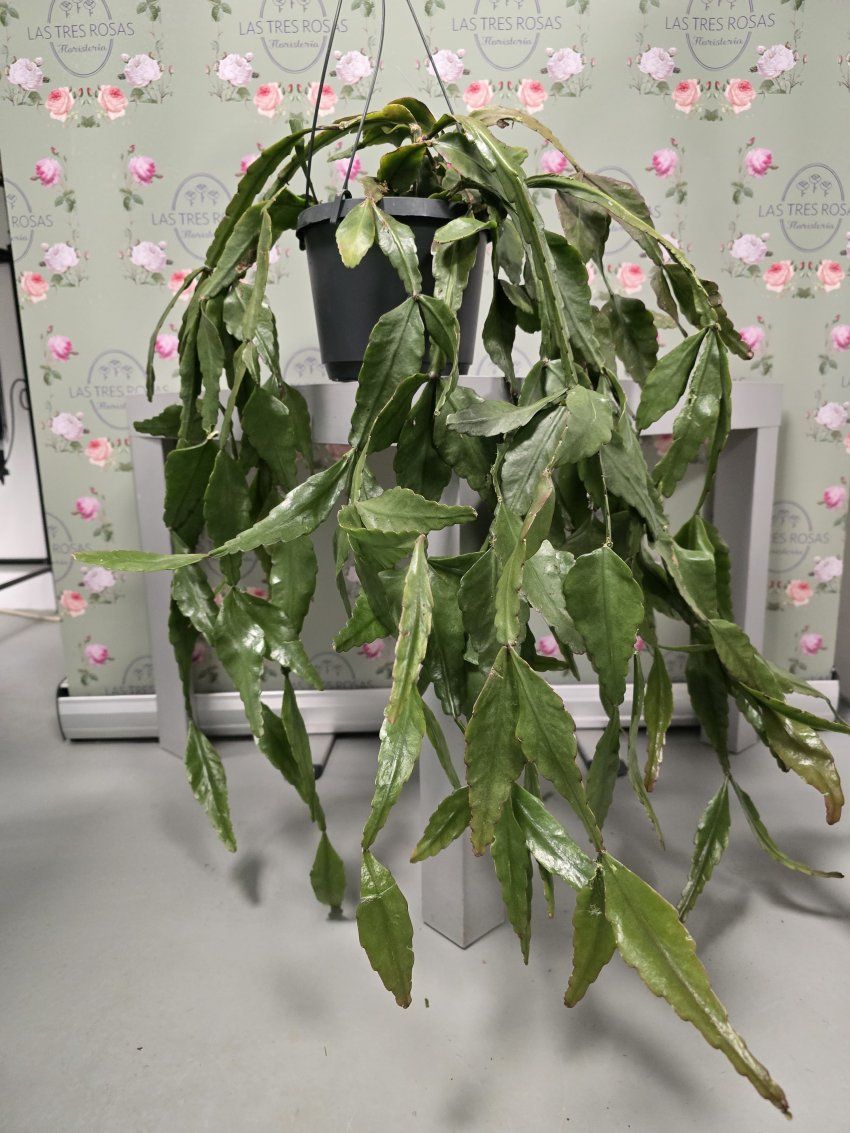 WhatsApp Image 2025 03 19 at 18.31.15