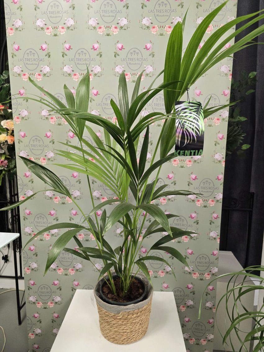 whatsapp image 2025 03 12 at 13 07 00