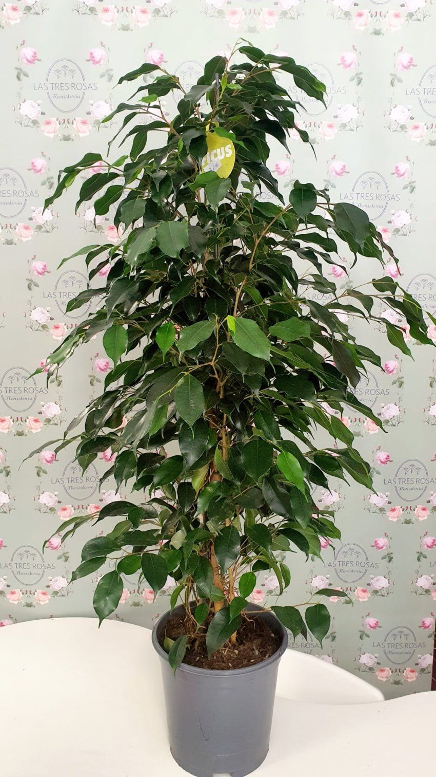 FICUS BENJAMINA