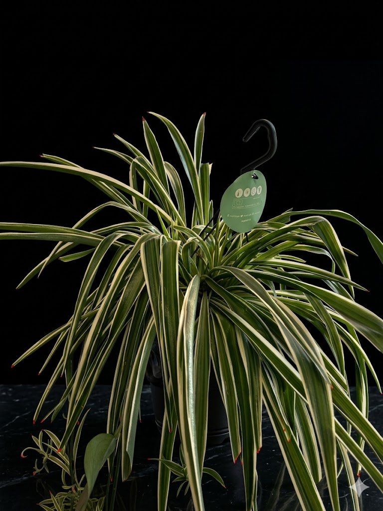 088968bd 03fb 433b 82ef fce9481c1049