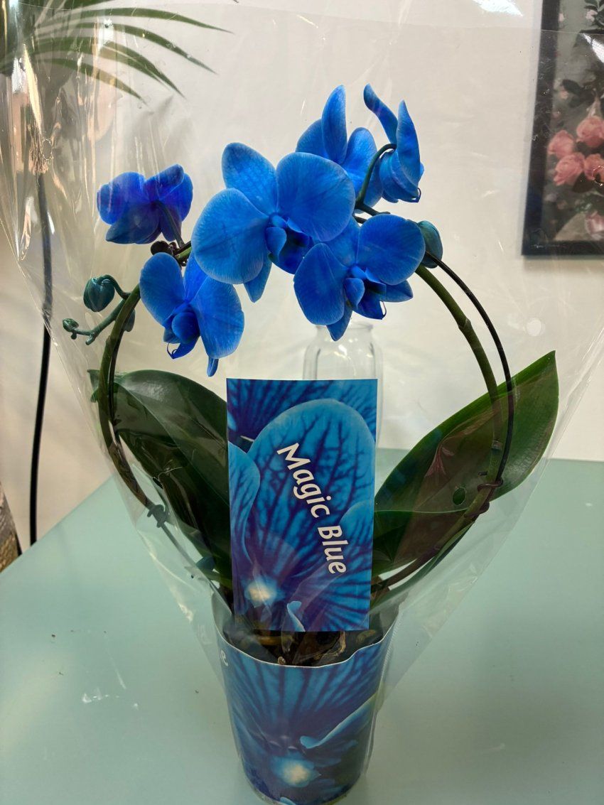 whatsapp image 2026 02 11 at 12 59 23