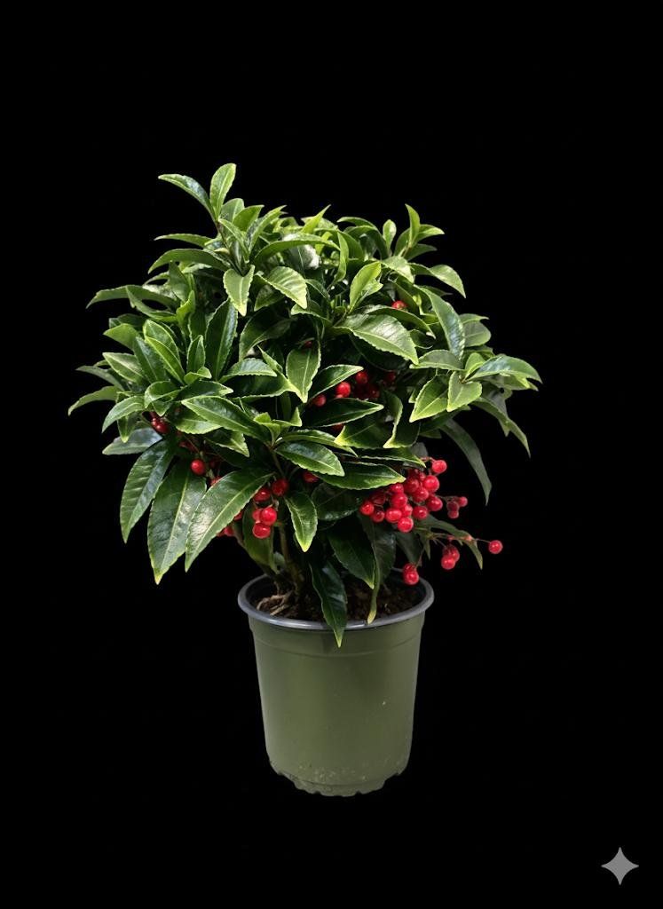 whatsapp image 2025 11 07 at 18 35 47