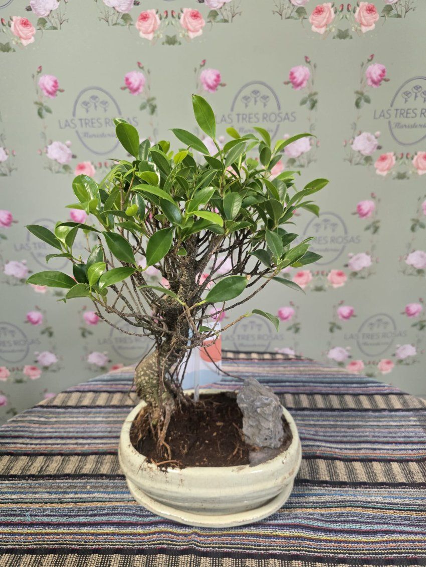 whatsapp image 2026 02 26 at 18 24 25 2