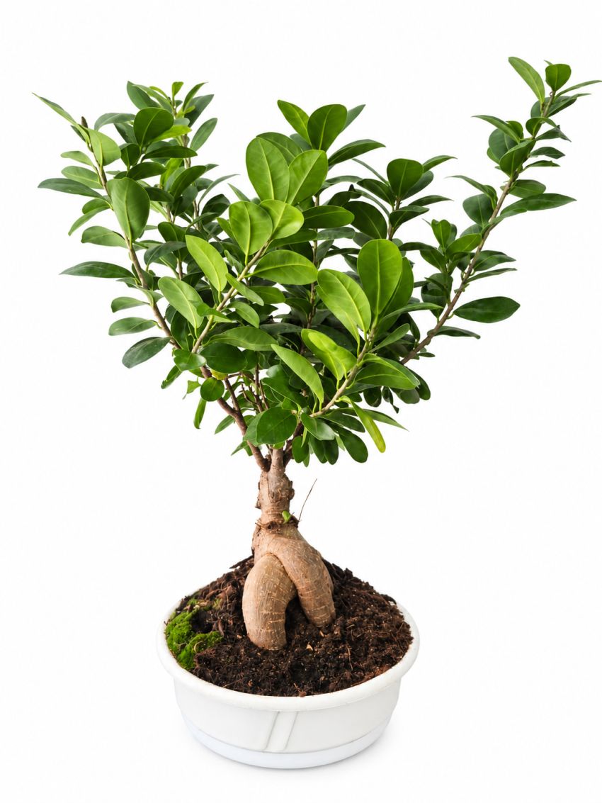 bonsai de ficus sobre maceta blanca