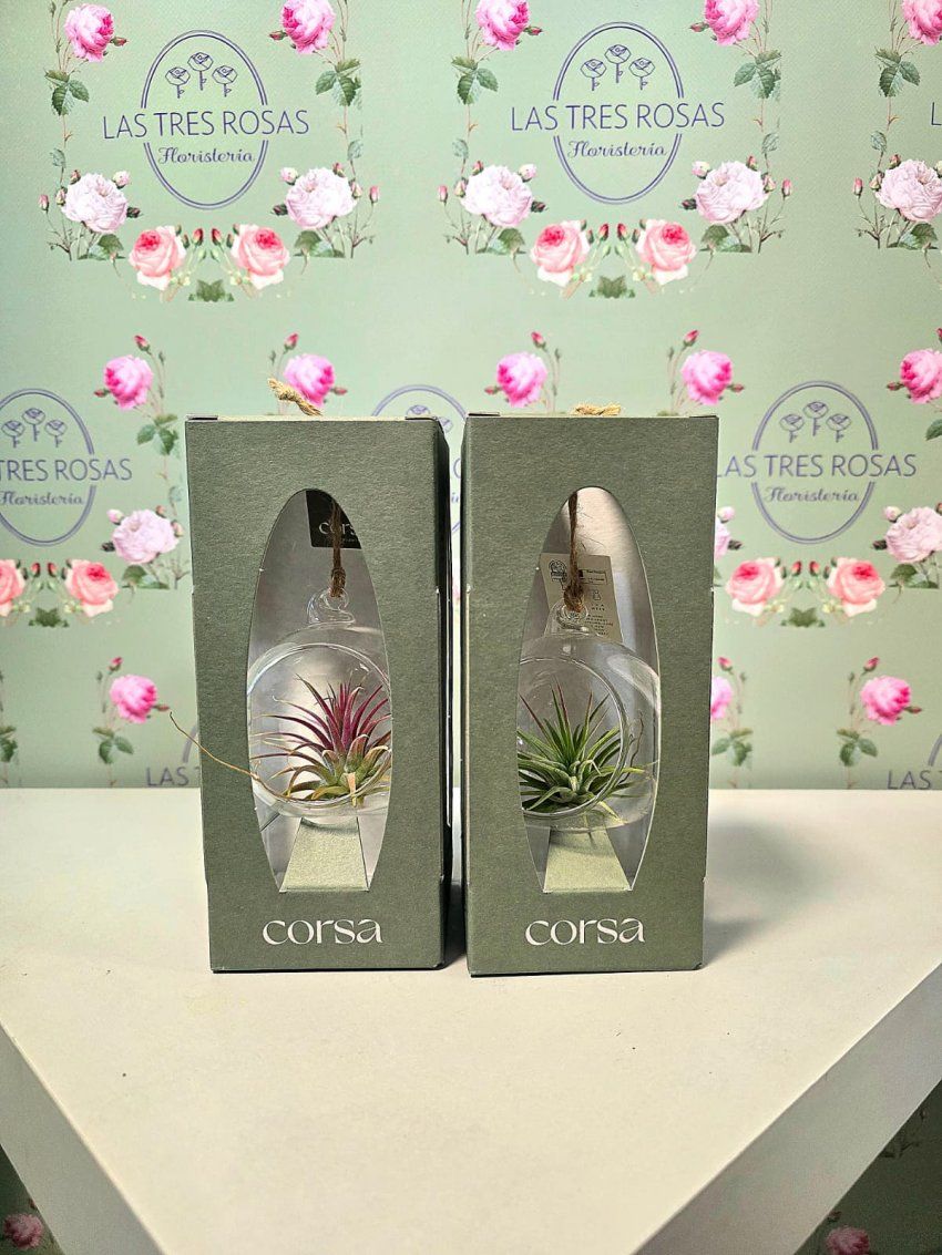 whatsapp image 2025 11 26 at 14 07 40