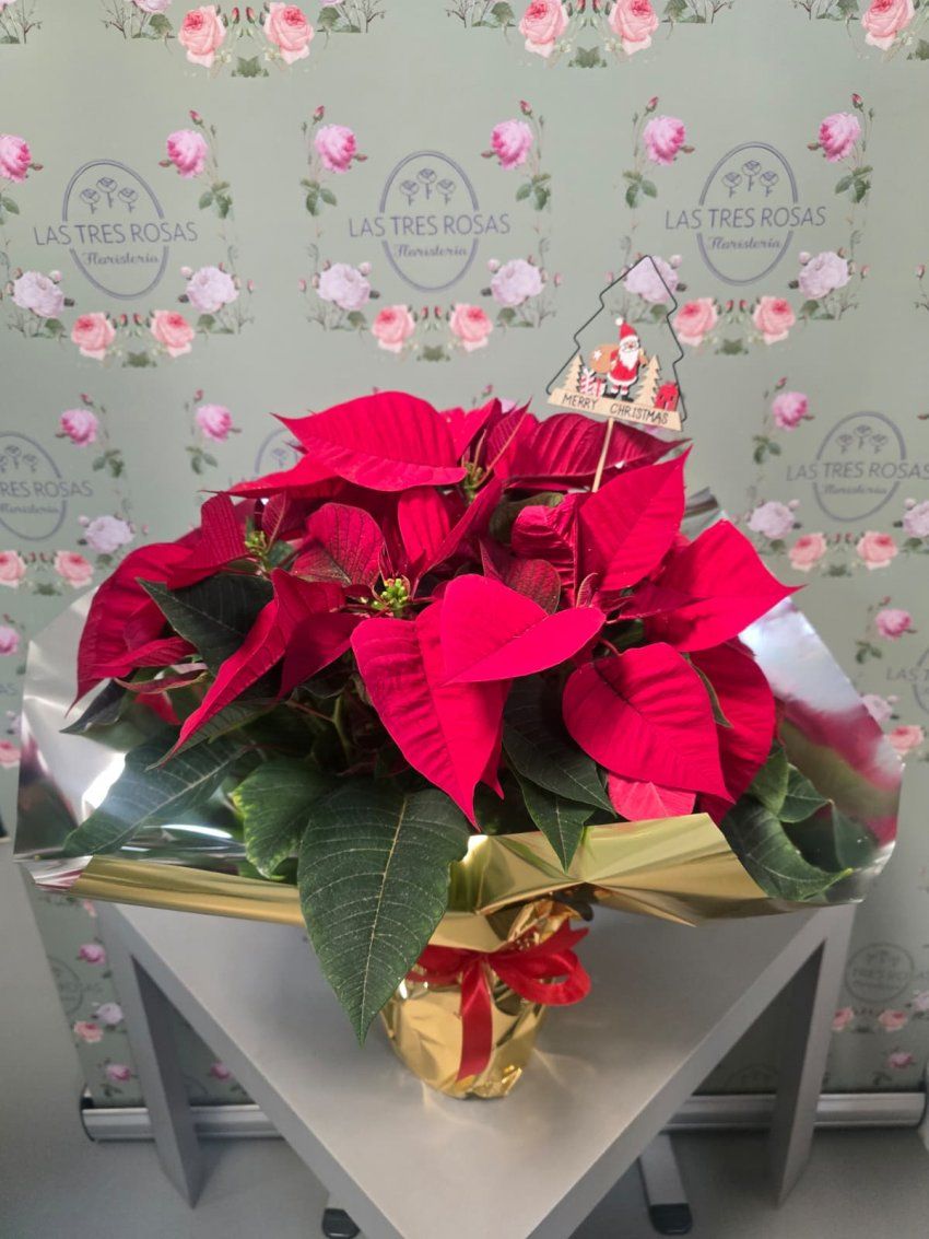 whatsapp image 2025 11 21 at 18 58 13