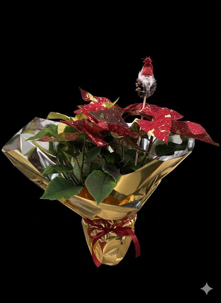 whatsapp image 2025 11 21 at 11 44 45