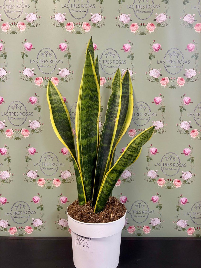 whatsapp image 2025 10 06 at 14 10 27