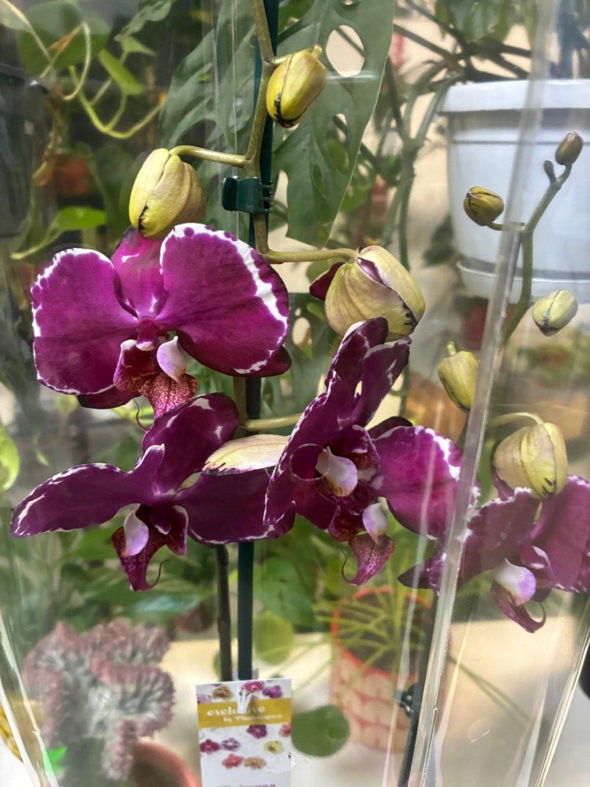 whatsapp image 2025 09 26 at 14 41 02