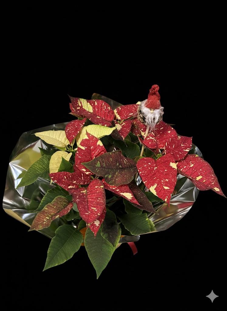 WhatsApp Image 2025 11 21 at 11.44.37