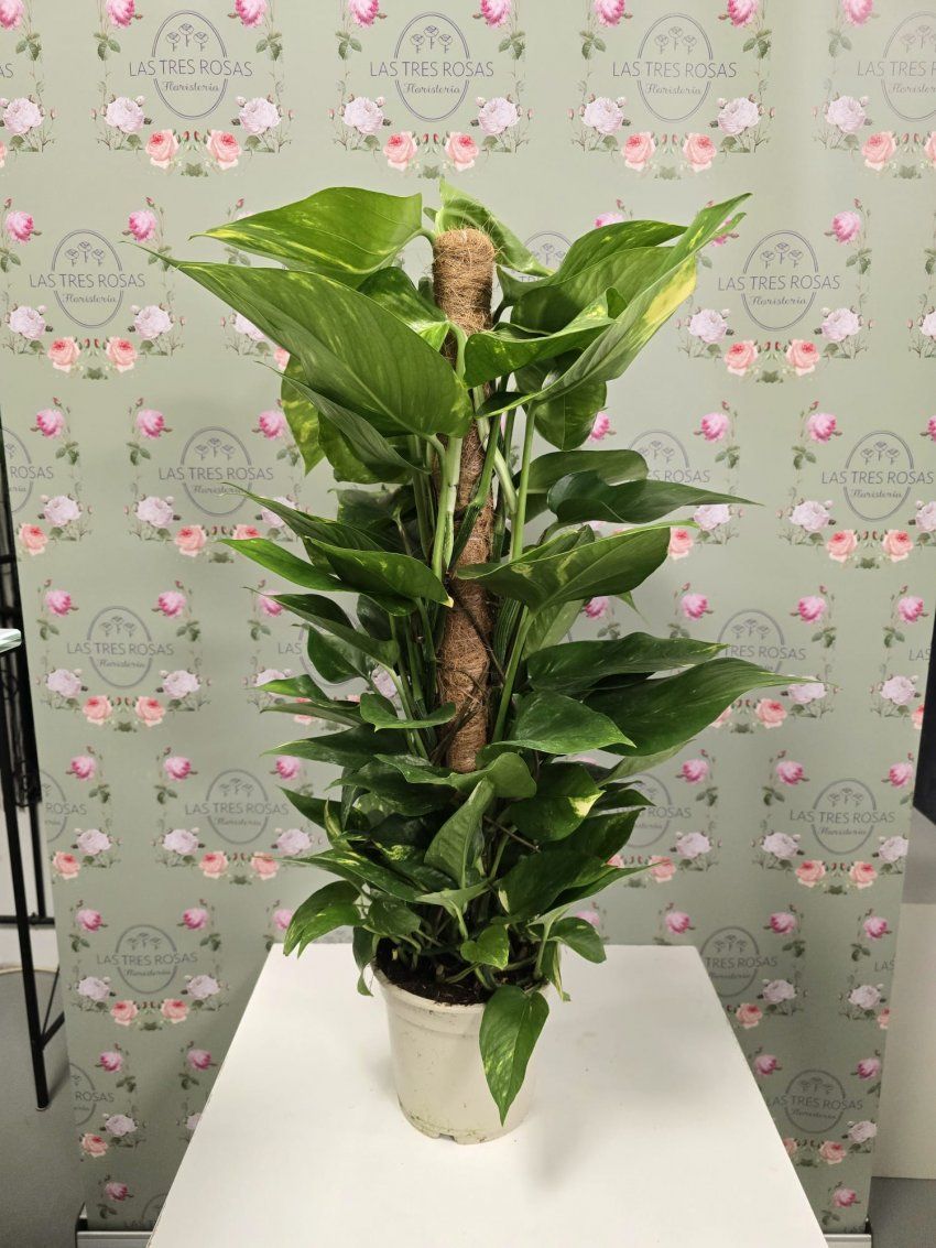 whatsapp image 2025 03 12 at 13 03 58