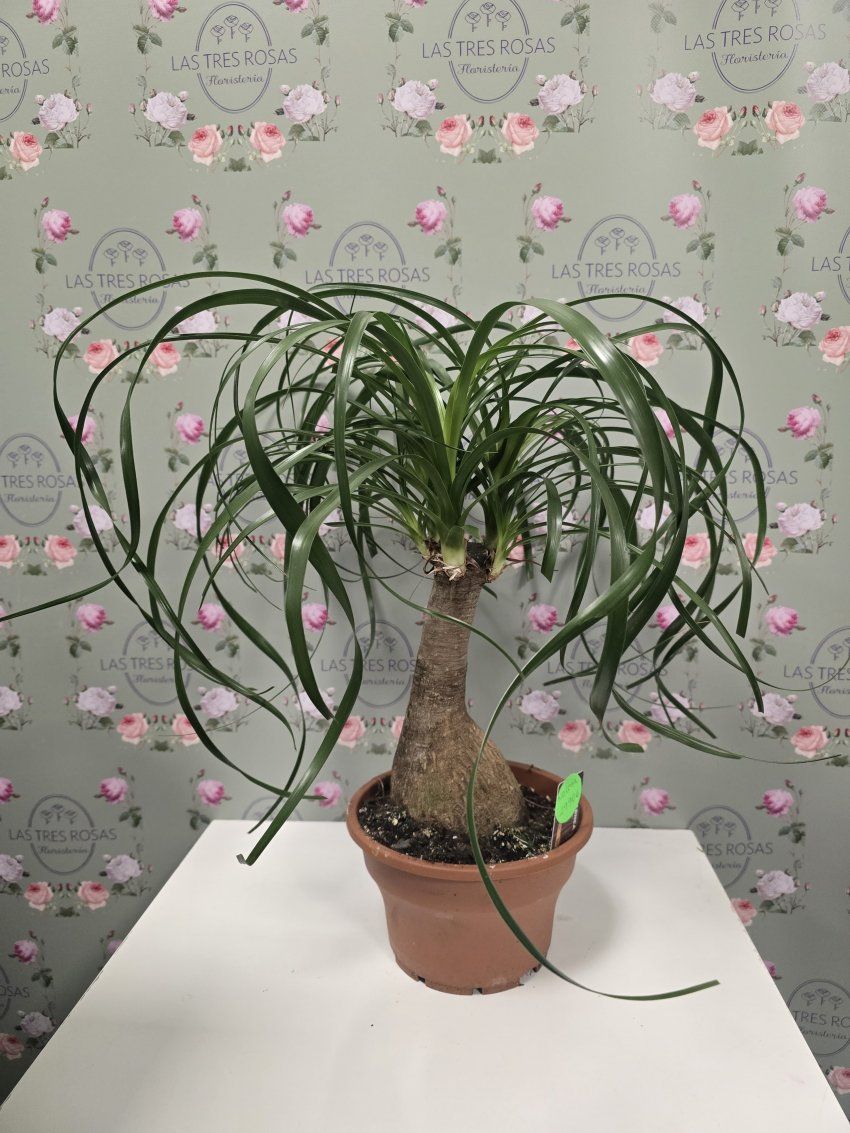 whatsapp image 2025 03 11 at 19 25 26 1