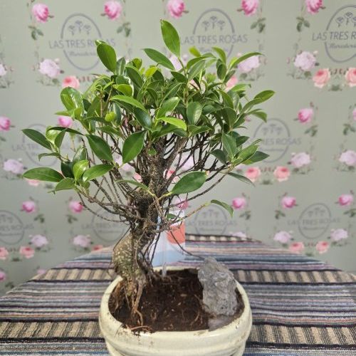 whatsapp image 2026 02 26 at 18 24 25 2