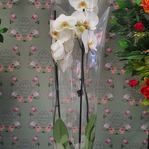 whatsapp image 2024 08 08 at 13 03 08 1