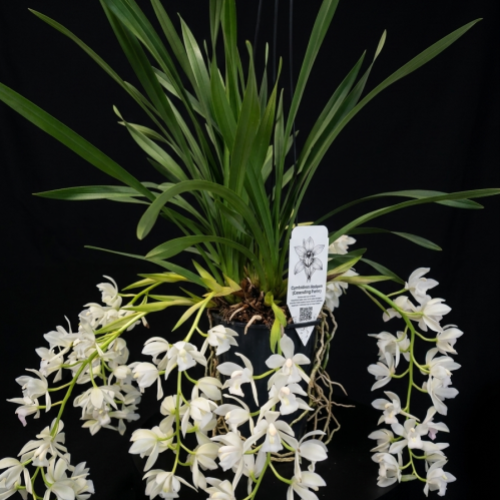 gemini generated image ndb4j4ndb4j4ndb4