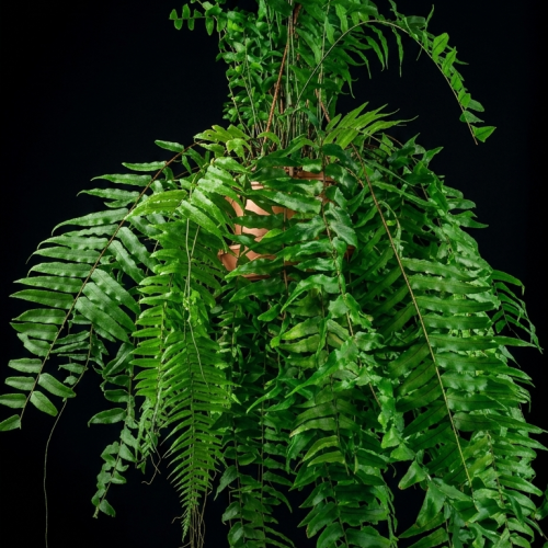 gemini generated image 2laawi2laawi2laa