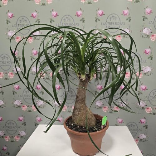 whatsapp image 2025 03 11 at 19 25 26 1