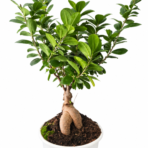 bonsai de ficus sobre maceta blanca