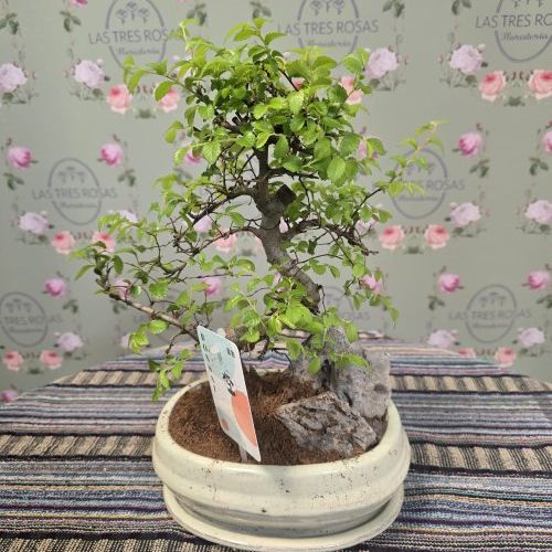 whatsapp image 2026 02 26 at 18 24 25 3