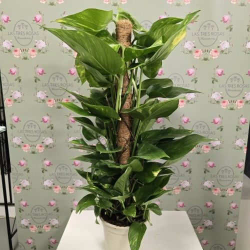 whatsapp image 2025 03 12 at 13 03 58