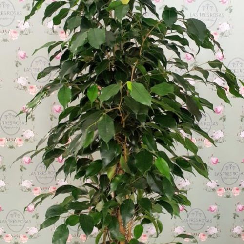 FICUS BENJAMINA