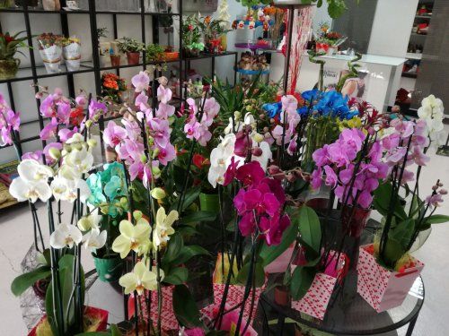 floristería en Alcorcón