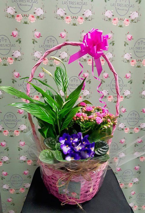 Cesta de Plantas