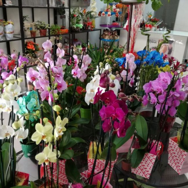 floristería en Alcorcón