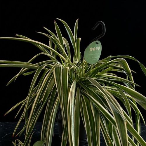 088968bd 03fb 433b 82ef fce9481c1049