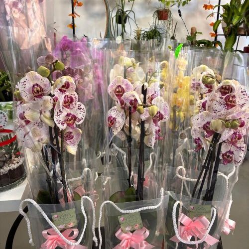 WhatsApp Image 2026 04 18 at 11.21.11