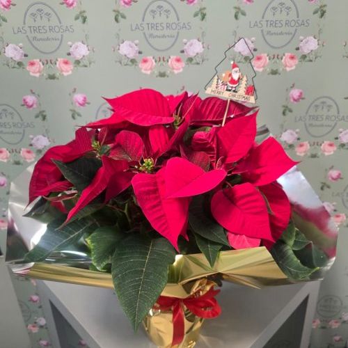 whatsapp image 2025 11 21 at 18 58 13