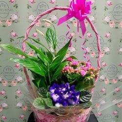 Cesta de Plantas