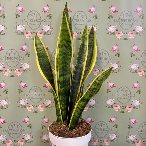 whatsapp image 2025 10 06 at 14 10 27