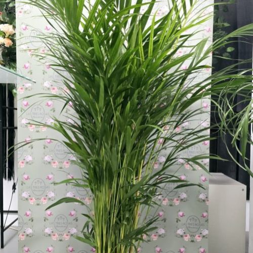 whatsapp image 2025 03 12 at 11 16 47