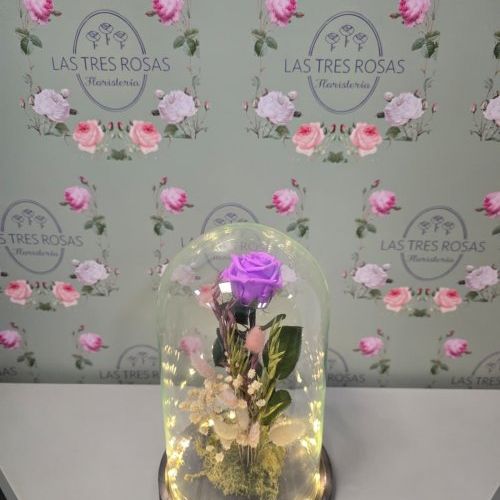 whatsapp image 2025 11 27 at 11 24 09